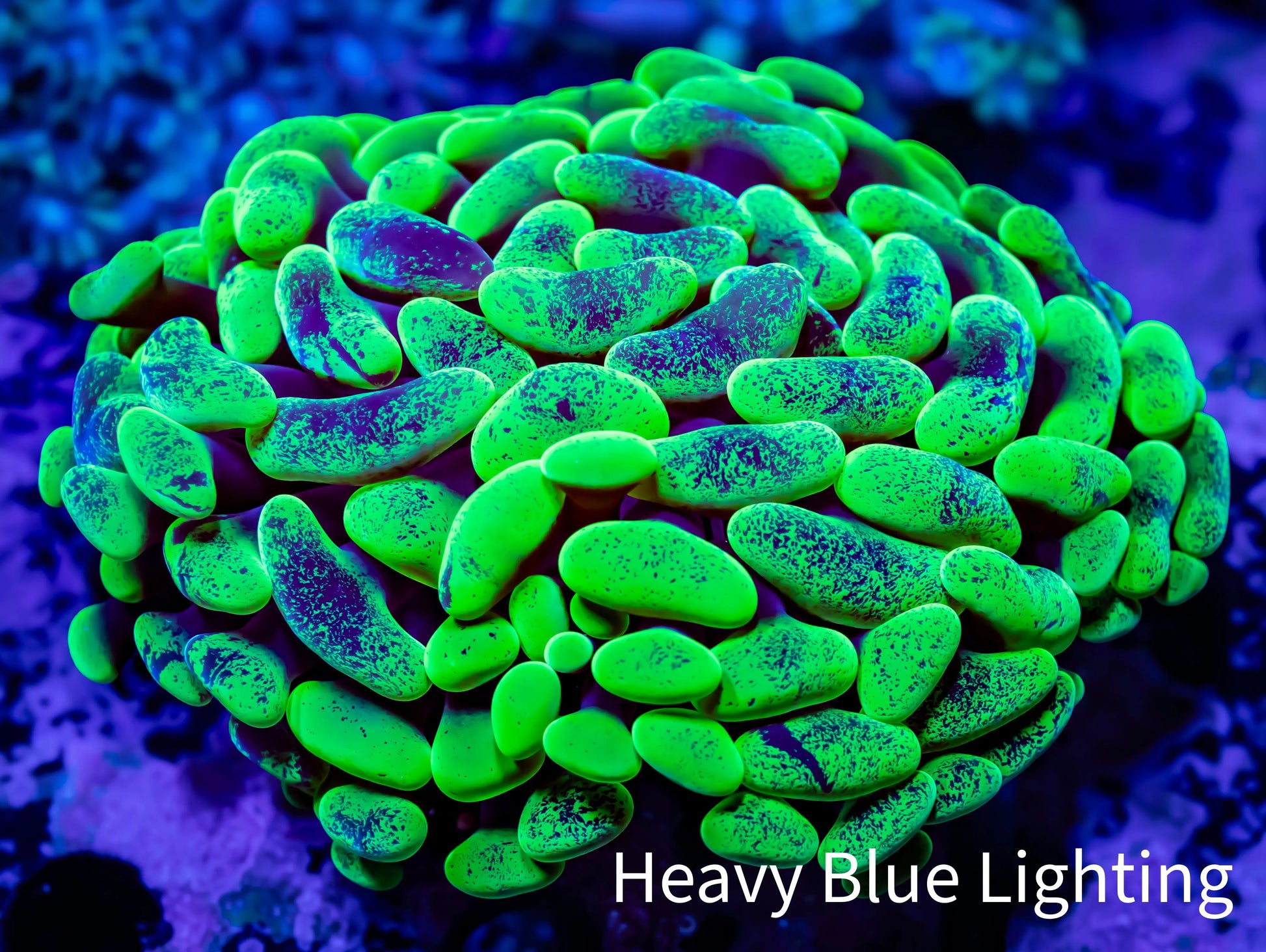 Ultra Blotch Hammer Coral WYSIWYG 5cm A10R5B1 Ultra Blotch Hammer Coral WYSIWYG 5cm A10R5B1 Aquarium Decor Ultra Blotch Hammer Coral WYSIWYG 5cm A10R5B1 Zeo Box Reef