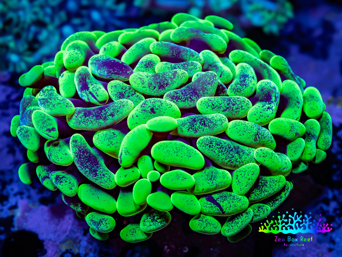 Ultra Blotch Hammer Coral WYSIWYG 5cm A10R5B1 Ultra Blotch Hammer Coral WYSIWYG 5cm A10R5B1 Aquarium Decor Ultra Blotch Hammer Coral WYSIWYG 5cm A10R5B1 Zeo Box Reef