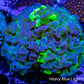 Ultra Blotch  Hammer Coral WYSIWYG 5cm A2R5B1 Ultra Blotch  Hammer Coral WYSIWYG 5cm A2R5B1 Aquarium Decor Ultra Blotch  Hammer Coral WYSIWYG 5cm A2R5B1 Zeo Box Reef