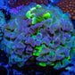 Ultra Blotch  Hammer Coral WYSIWYG 5cm A2R5B1 Ultra Blotch  Hammer Coral WYSIWYG 5cm A2R5B1 Aquarium Decor Ultra Blotch  Hammer Coral WYSIWYG 5cm A2R5B1 Zeo Box Reef