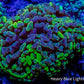Ultra Blotch Hammer Coral WYSIWYG 5cm A4R5B1 Ultra Blotch Hammer Coral WYSIWYG 5cm A4R5B1 Aquarium Decor Ultra Blotch Hammer Coral WYSIWYG 5cm A4R5B1 Zeo Box Reef