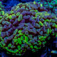 Ultra Blotch Hammer Coral WYSIWYG 5cm A4R5B1 Ultra Blotch Hammer Coral WYSIWYG 5cm A4R5B1 Aquarium Decor Ultra Blotch Hammer Coral WYSIWYG 5cm A4R5B1 Zeo Box Reef
