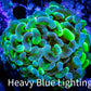 Ultra Blotch Hammer Coral WYSIWYG 6cm C1R5B1 Ultra Blotch Hammer Coral WYSIWYG 6cm C1R5B1 Aquarium Decor Ultra Blotch Hammer Coral WYSIWYG 6cm C1R5B1 Zeo Box Reef