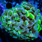Ultra Blotch Hammer Coral WYSIWYG 6cm C1R5B1 Ultra Blotch Hammer Coral WYSIWYG 6cm C1R5B1 Aquarium Decor Ultra Blotch Hammer Coral WYSIWYG 6cm C1R5B1 Zeo Box Reef