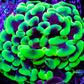 Ultra Blotchy Toxic Green Tip Hammer Coral WYSIWYG 5cm Ultra Blotchy Toxic Green Tip Hammer Coral WYSIWYG 5cm Aquarium Decor Ultra Blotchy Toxic Green Tip Hammer Coral WYSIWYG 5cm Zeo Box Reef