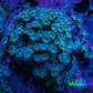 Ultra Blue Alveopora Coral Cluster 4cm WYSIWYG Ultra Blue Alveopora Coral Cluster 4cm WYSIWYG Animals & Pet Supplies Ultra Blue Alveopora Coral Cluster 4cm WYSIWYG Zeo Box Reef