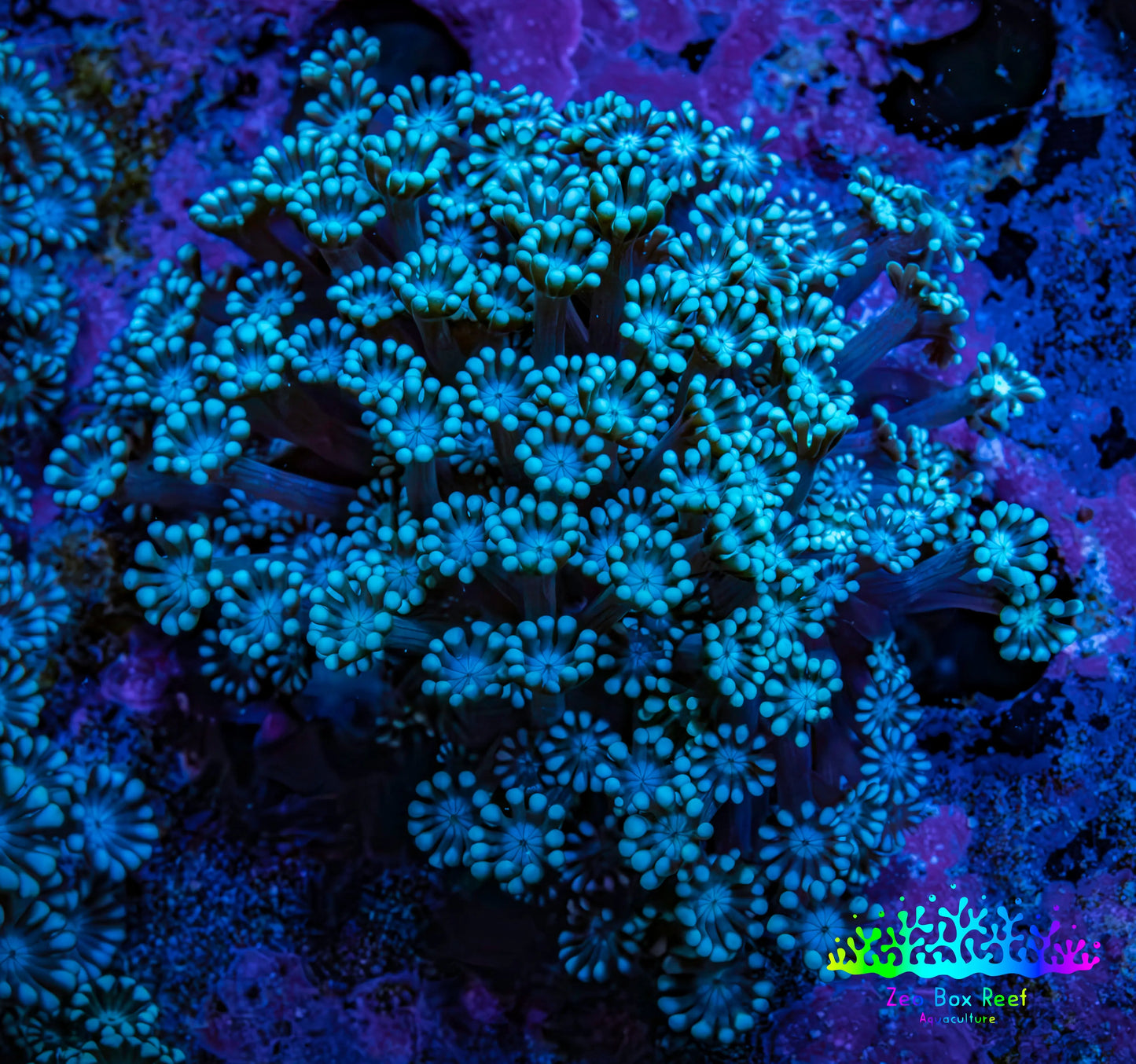 Ultra Blue Alveopora Coral Cluster 4cm WYSIWYG Ultra Blue Alveopora Coral Cluster 4cm WYSIWYG Animals & Pet Supplies Ultra Blue Alveopora Coral Cluster 4cm WYSIWYG Zeo Box Reef