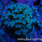 Ultra Blue Alveopora Coral Cluster 4cm WYSIWYG Ultra Blue Alveopora Coral Cluster 4cm WYSIWYG Animals & Pet Supplies Ultra Blue Alveopora Coral Cluster 4cm WYSIWYG Zeo Box Reef
