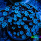 Ultra Blue Alveopora Coral Frag A5 Ultra Blue Alveopora Coral Frag A5 Animals & Pet Supplies Ultra Blue Alveopora Coral Frag A5 Zeo Box Reef