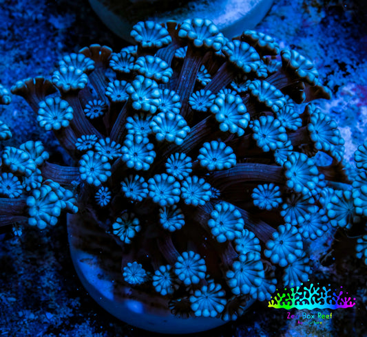 Ultra Blue Alveopora Coral Frag A5 Ultra Blue Alveopora Coral Frag A5 Animals & Pet Supplies Ultra Blue Alveopora Coral Frag A5 Zeo Box Reef