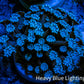 Ultra Blue Alveopora Coral Frag A5 Ultra Blue Alveopora Coral Frag A5 Animals & Pet Supplies Ultra Blue Alveopora Coral Frag A5 Zeo Box Reef