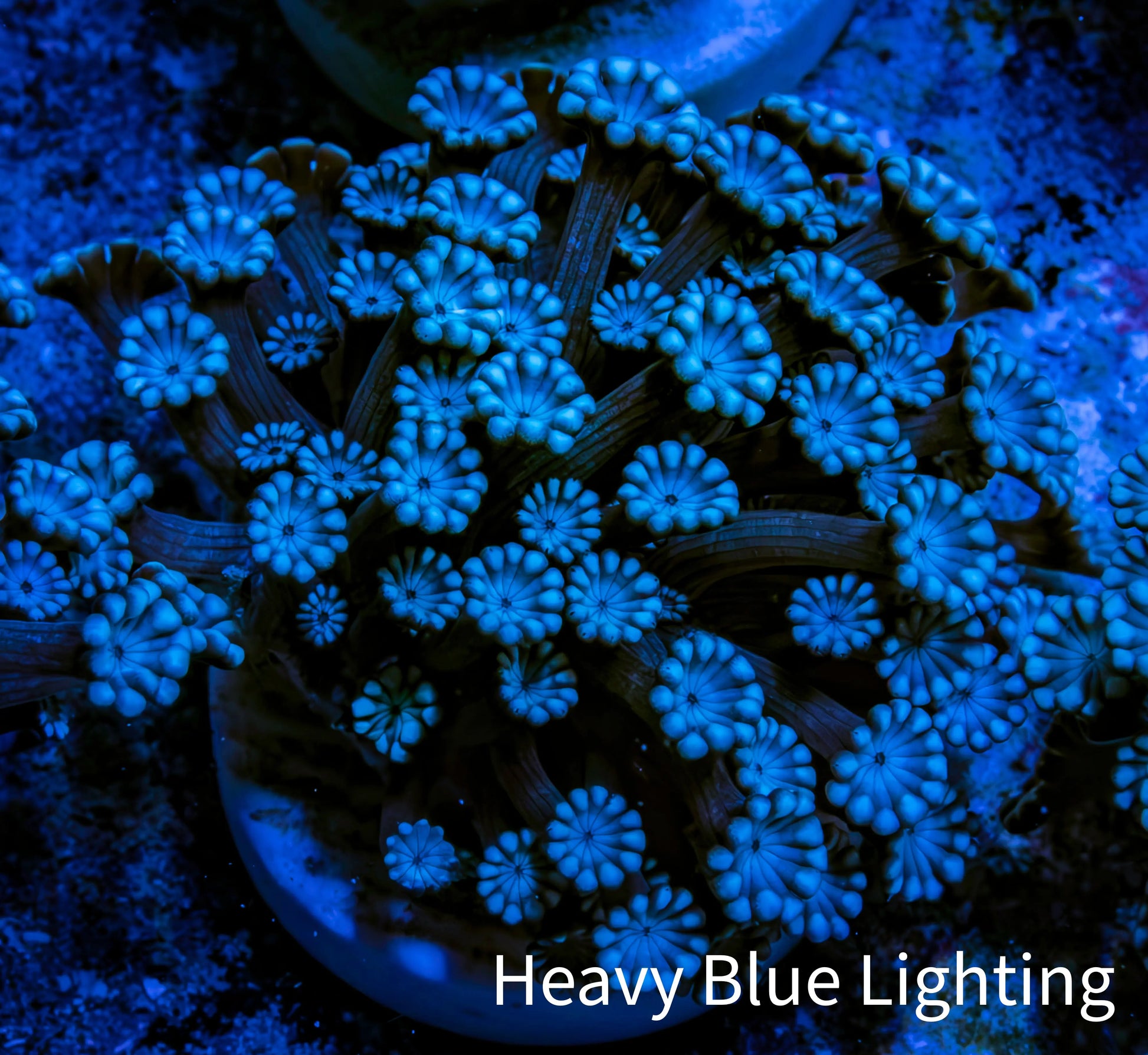 Ultra Blue Alveopora Coral Frag A5 Ultra Blue Alveopora Coral Frag A5 Animals & Pet Supplies Ultra Blue Alveopora Coral Frag A5 Zeo Box Reef