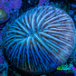 Ultra Blue Fungia Coral WYSIWYG 2.5cm Ultra Blue Fungia Coral WYSIWYG 2.5cm LPS Ultra Blue Fungia Coral WYSIWYG 2.5cm Zeo Box Reef