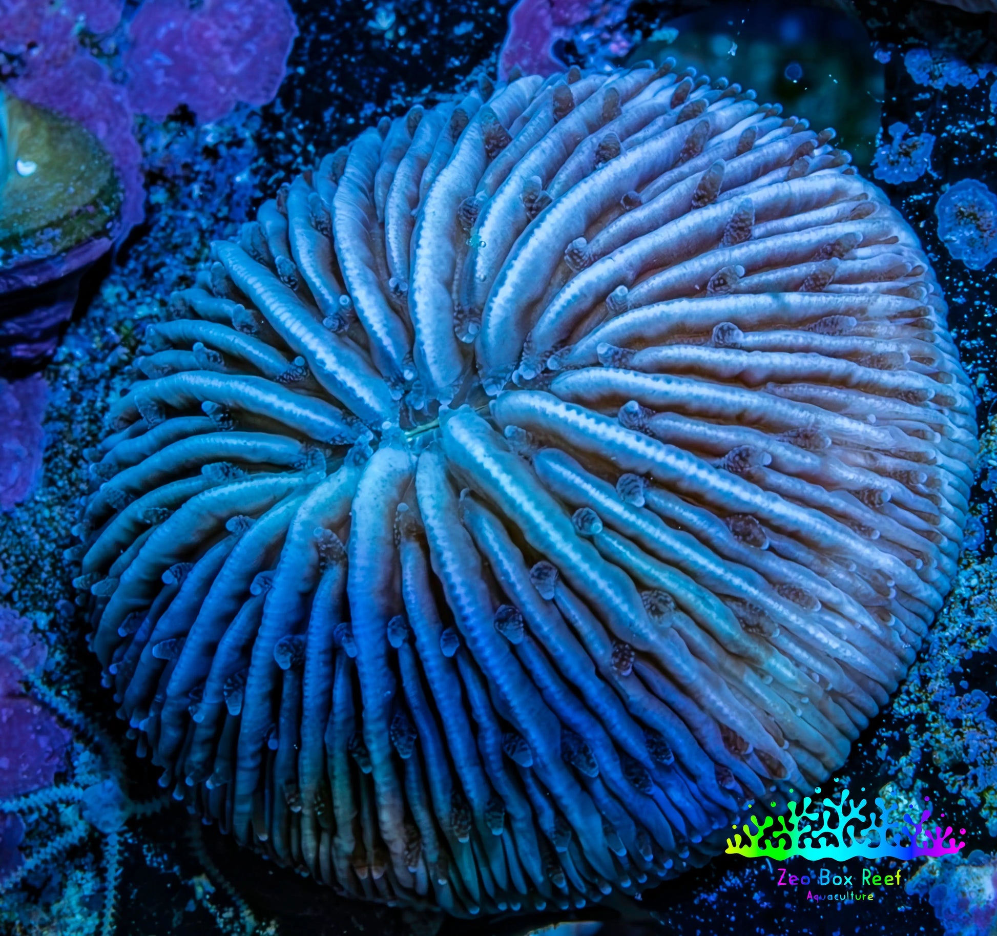 Ultra Blue Fungia Coral WYSIWYG 2.5cm Ultra Blue Fungia Coral WYSIWYG 2.5cm LPS Ultra Blue Fungia Coral WYSIWYG 2.5cm Zeo Box Reef