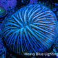 Ultra Blue Fungia Coral WYSIWYG 2.5cm Ultra Blue Fungia Coral WYSIWYG 2.5cm LPS Ultra Blue Fungia Coral WYSIWYG 2.5cm Zeo Box Reef