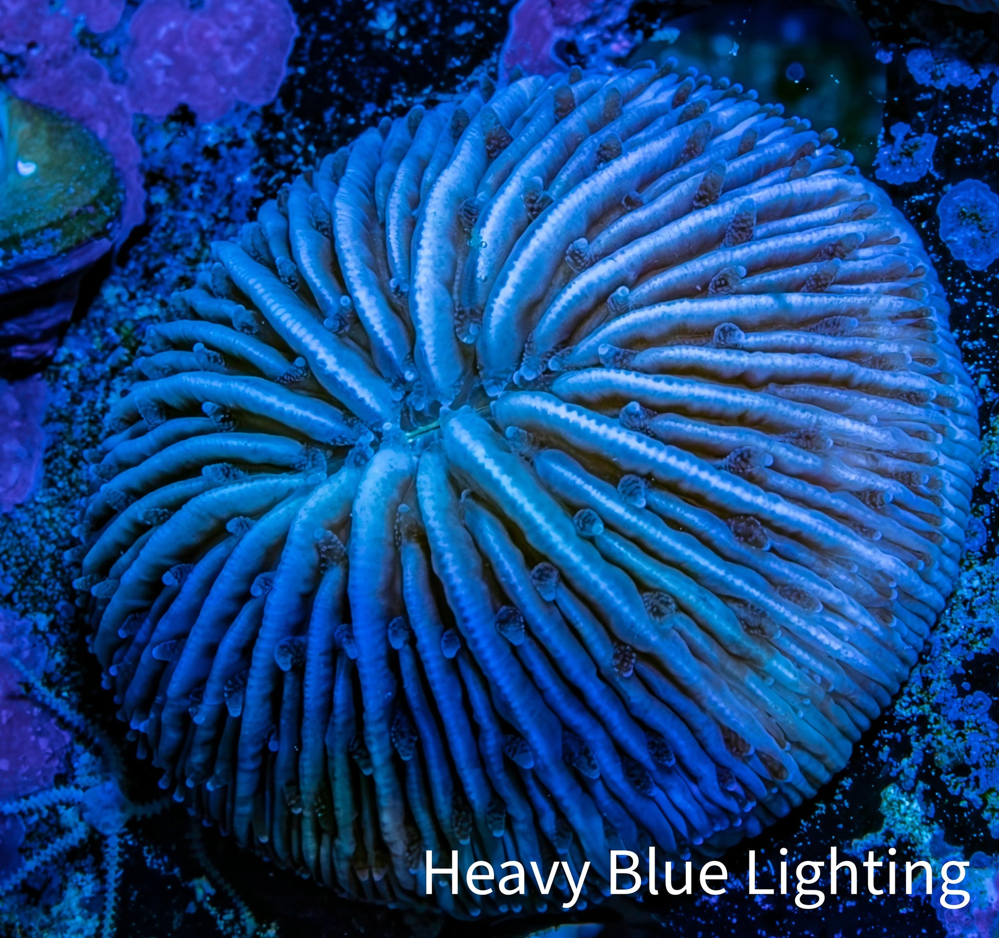 Ultra Blue Fungia Coral WYSIWYG 2.5cm Ultra Blue Fungia Coral WYSIWYG 2.5cm LPS Ultra Blue Fungia Coral WYSIWYG 2.5cm Zeo Box Reef