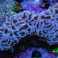 Ultra Blue Lavender Hammer Coral WYSIWYG Ultra Blue Lavender Hammer Coral WYSIWYG Aquarium Decor Ultra Blue Lavender Hammer Coral WYSIWYG Zeo Box Reef