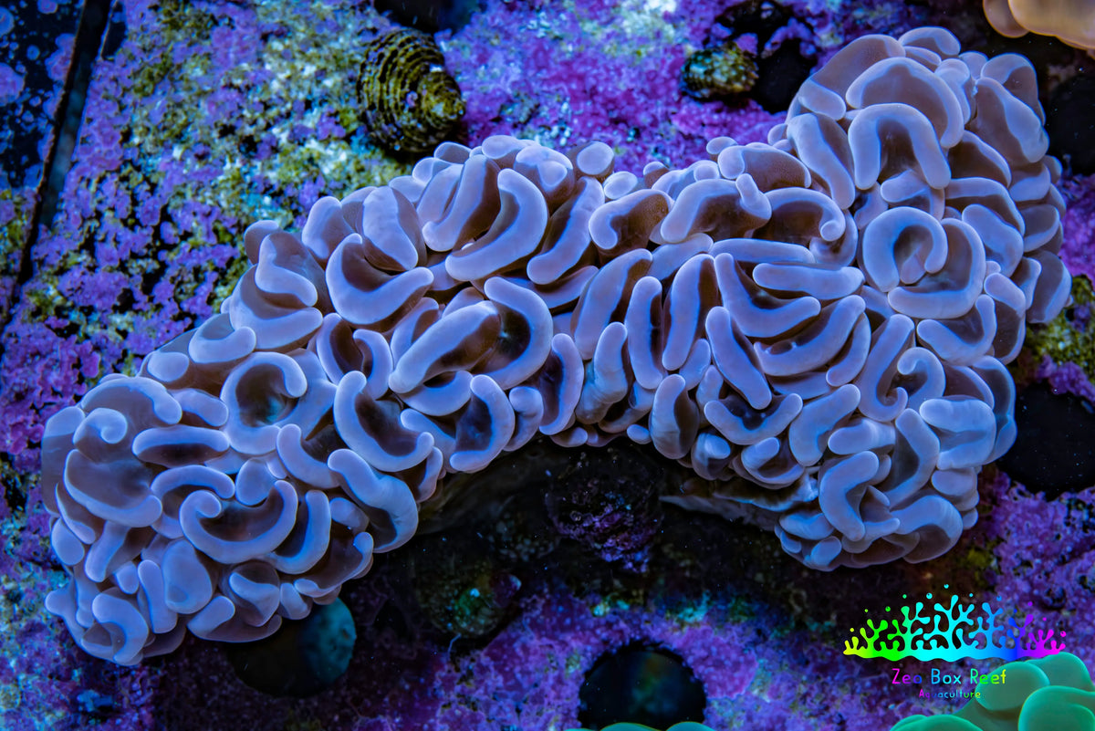 Ultra Blue Lavender Hammer Coral WYSIWYG Ultra Blue Lavender Hammer Coral WYSIWYG Aquarium Decor Ultra Blue Lavender Hammer Coral WYSIWYG Zeo Box Reef