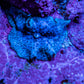 Ultra Blue Morph Coral 1.5cm  WYSIWYG Ultra Blue Morph Coral 1.5cm  WYSIWYG Animals & Pet Supplies Ultra Blue Morph Coral 1.5cm  WYSIWYG Zeo Box Reef