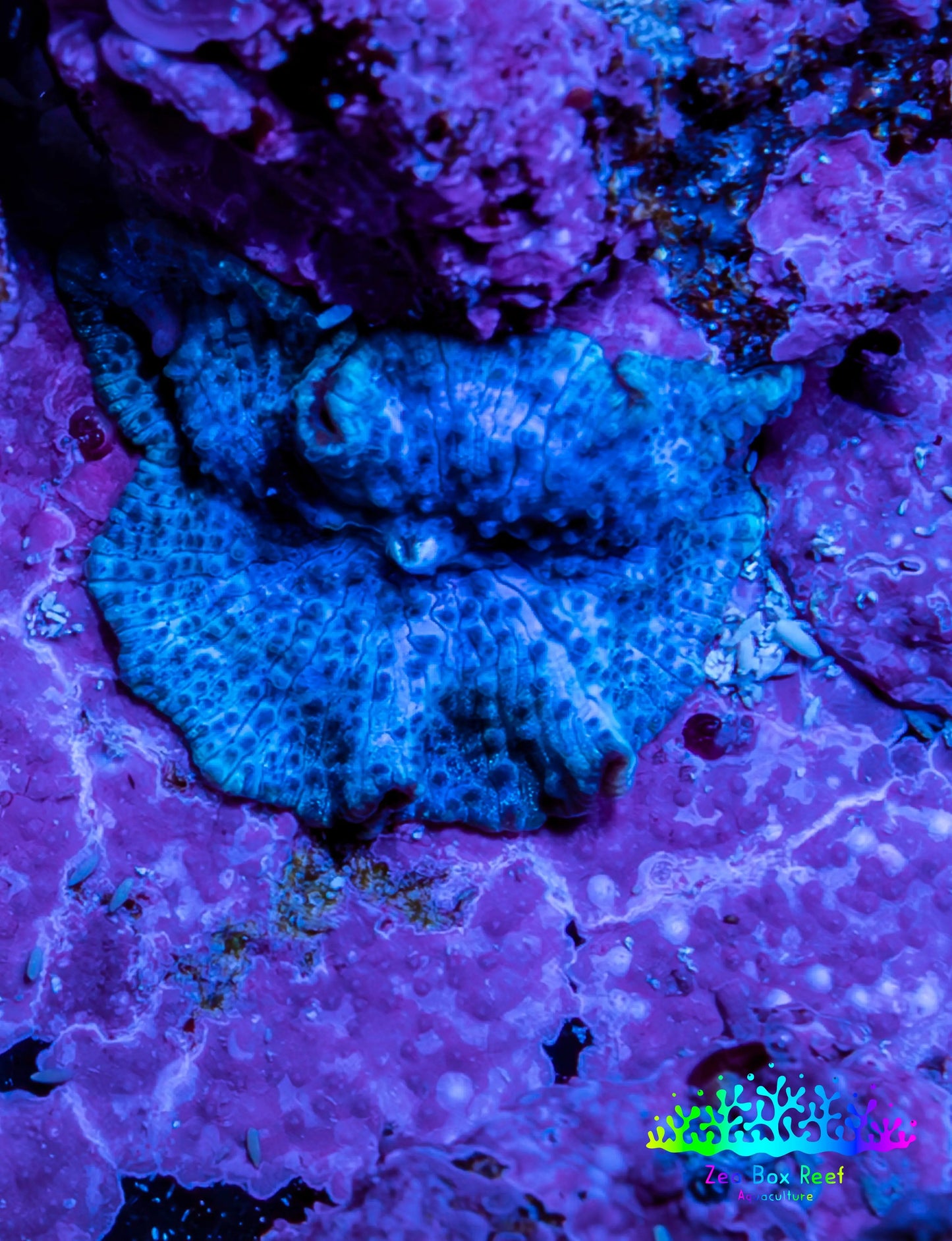 Ultra Blue Morph Coral 1.5cm  WYSIWYG Ultra Blue Morph Coral 1.5cm  WYSIWYG Animals & Pet Supplies Ultra Blue Morph Coral 1.5cm  WYSIWYG Zeo Box Reef