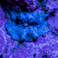 Ultra Blue Morph Coral 1.5cm  WYSIWYG Ultra Blue Morph Coral 1.5cm  WYSIWYG Animals & Pet Supplies Ultra Blue Morph Coral 1.5cm  WYSIWYG Zeo Box Reef