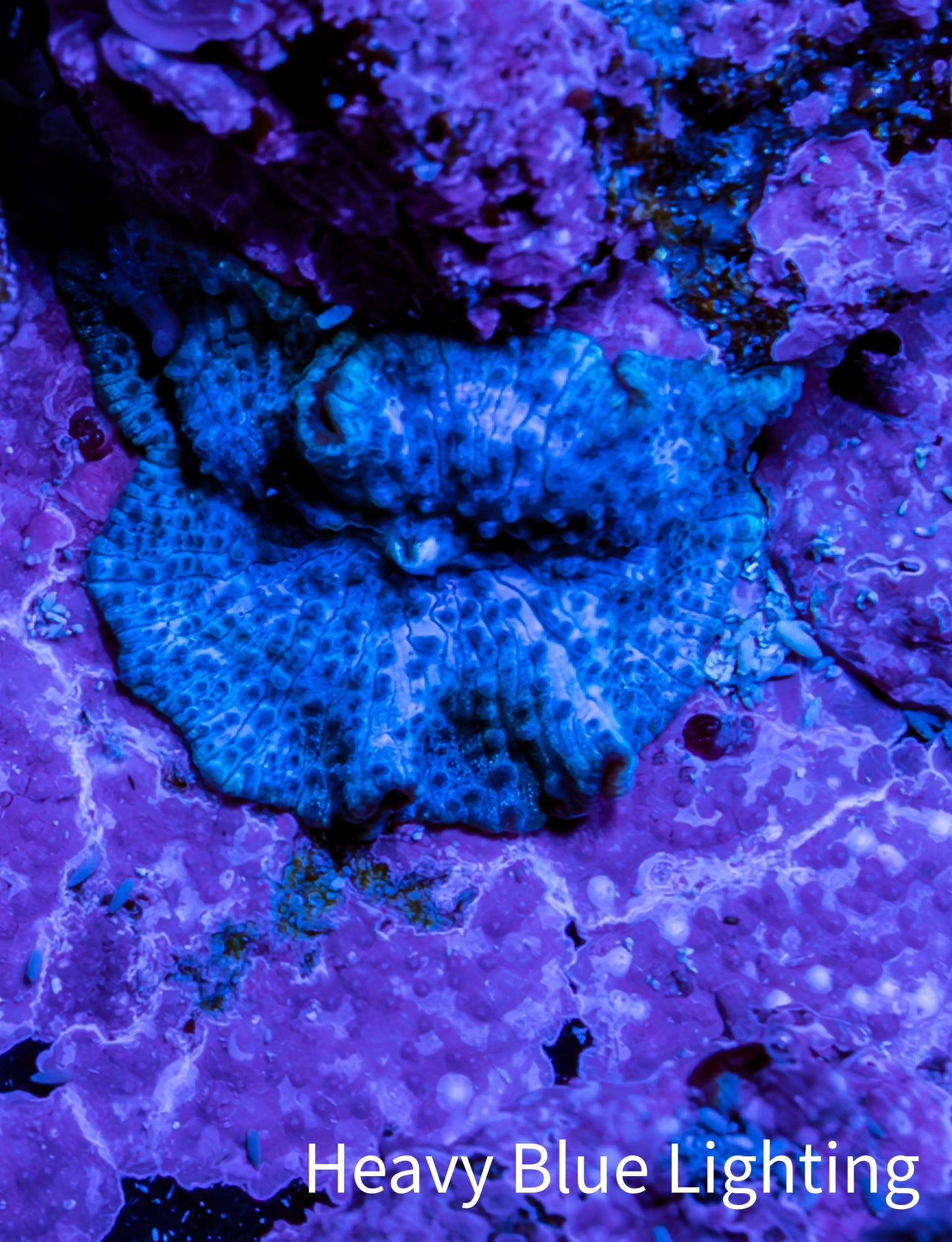 Ultra Blue Morph Coral 1.5cm  WYSIWYG Ultra Blue Morph Coral 1.5cm  WYSIWYG Animals & Pet Supplies Ultra Blue Morph Coral 1.5cm  WYSIWYG Zeo Box Reef