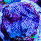 Ultra Blue Morph Coral WYSIWYG 2cm Ultra Blue Morph Coral WYSIWYG 2cm Animals & Pet Supplies Ultra Blue Morph Coral WYSIWYG 2cm Zeo Box Reef