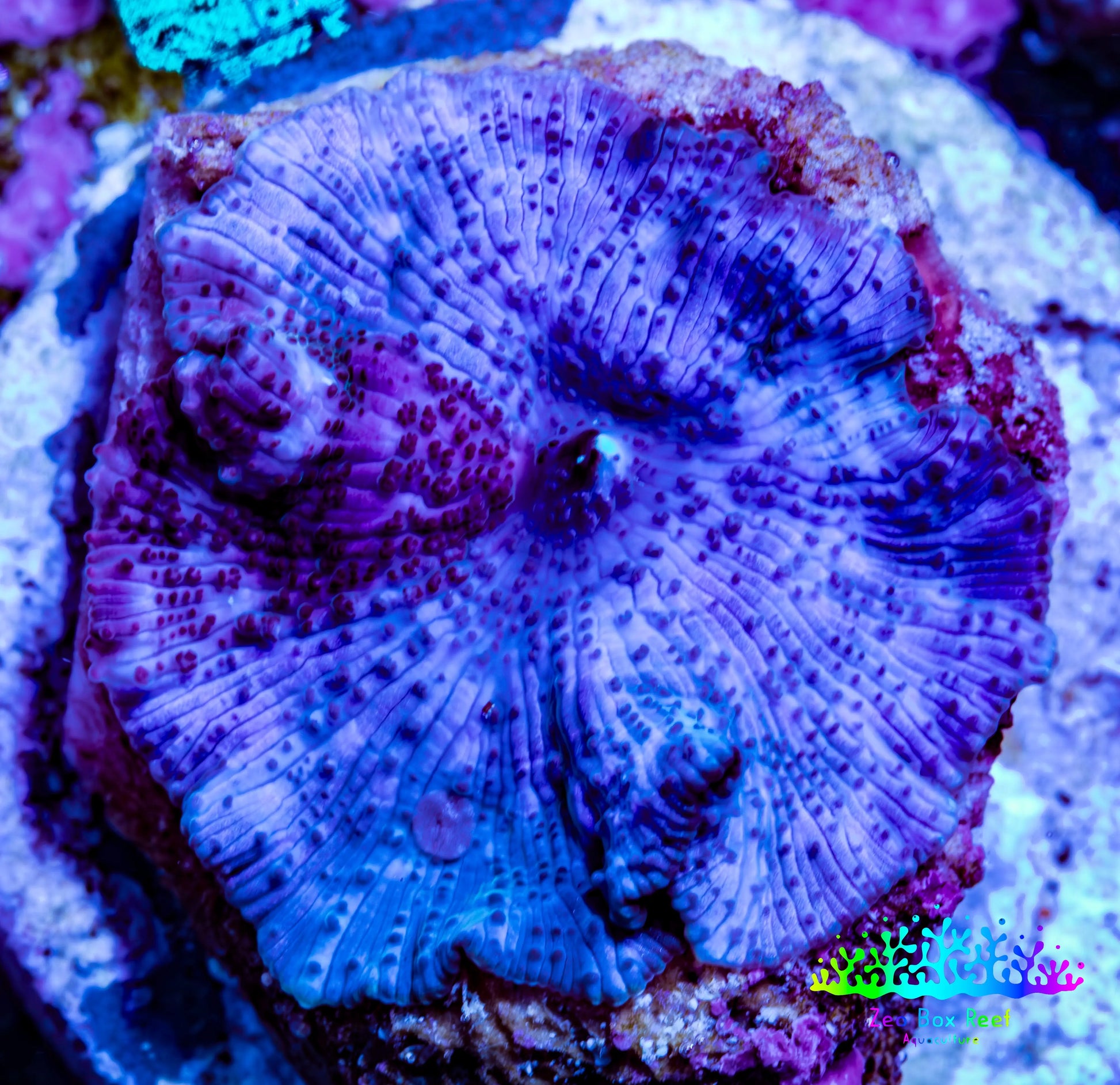 Ultra Blue Morph Coral WYSIWYG 2cm Ultra Blue Morph Coral WYSIWYG 2cm Animals & Pet Supplies Ultra Blue Morph Coral WYSIWYG 2cm Zeo Box Reef