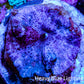 Ultra Blue Morph Coral WYSIWYG 2cm Ultra Blue Morph Coral WYSIWYG 2cm Animals & Pet Supplies Ultra Blue Morph Coral WYSIWYG 2cm Zeo Box Reef