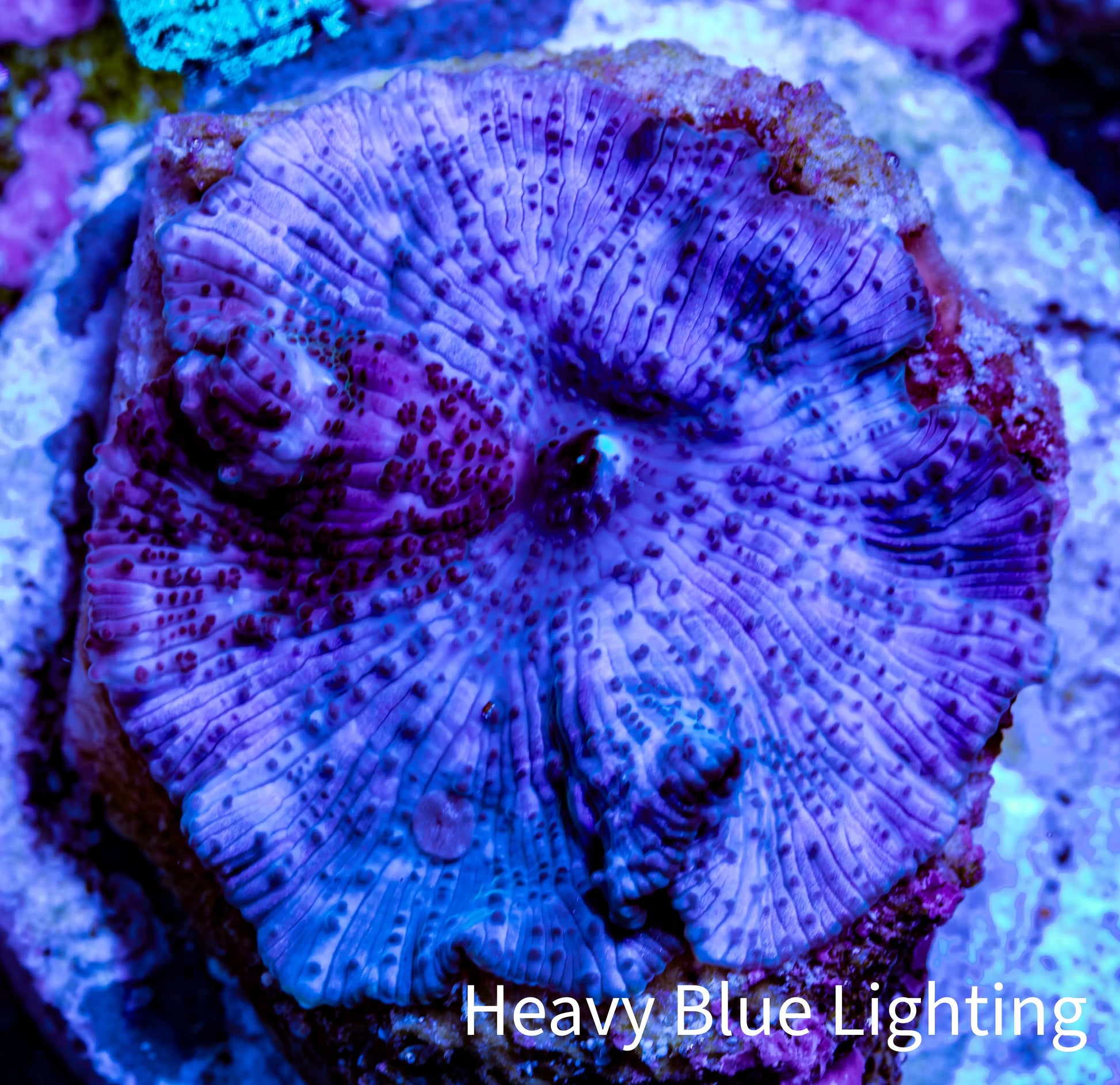 Ultra Blue Morph Coral WYSIWYG 2cm Ultra Blue Morph Coral WYSIWYG 2cm Animals & Pet Supplies Ultra Blue Morph Coral WYSIWYG 2cm Zeo Box Reef