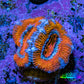 Ultra Blue / Orange Acan Coral Frag Ultra Blue / Orange Acan Coral Frag LPS Coral Ultra Blue / Orange Acan Coral Frag Zeo Box Reef