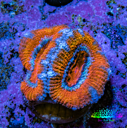 Ultra Blue / Orange Acan Coral Frag Ultra Blue / Orange Acan Coral Frag LPS Coral Ultra Blue / Orange Acan Coral Frag Zeo Box Reef