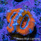 Ultra Blue / Orange Acan Coral Frag Ultra Blue / Orange Acan Coral Frag LPS Coral Ultra Blue / Orange Acan Coral Frag Zeo Box Reef