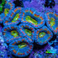 Ultra Blue Orange Yellow Green Rainbow Acan Coral WYSIWYG Ultra Blue Orange Yellow Green Rainbow Acan Coral WYSIWYG LPS Ultra Blue Orange Yellow Green Rainbow Acan Coral WYSIWYG Zeo Box Reef