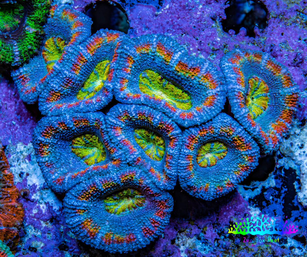 Ultra Blue Orange Yellow Green Rainbow Acan Coral WYSIWYG Ultra Blue Orange Yellow Green Rainbow Acan Coral WYSIWYG LPS Ultra Blue Orange Yellow Green Rainbow Acan Coral WYSIWYG Zeo Box Reef