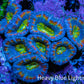 Ultra Blue Orange Yellow Green Rainbow Acan Coral WYSIWYG Ultra Blue Orange Yellow Green Rainbow Acan Coral WYSIWYG LPS Ultra Blue Orange Yellow Green Rainbow Acan Coral WYSIWYG Zeo Box Reef