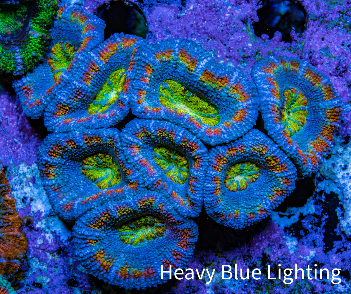 Ultra Blue Orange Yellow Green Rainbow Acan Coral WYSIWYG Ultra Blue Orange Yellow Green Rainbow Acan Coral WYSIWYG LPS Ultra Blue Orange Yellow Green Rainbow Acan Coral WYSIWYG Zeo Box Reef