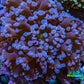 Ultra Blue Purple Hybrid Kingspawn Coral WYSIWYG Ultra Blue Purple Hybrid Kingspawn Coral WYSIWYG LPS Ultra Blue Purple Hybrid Kingspawn Coral WYSIWYG Zeo Box Reef