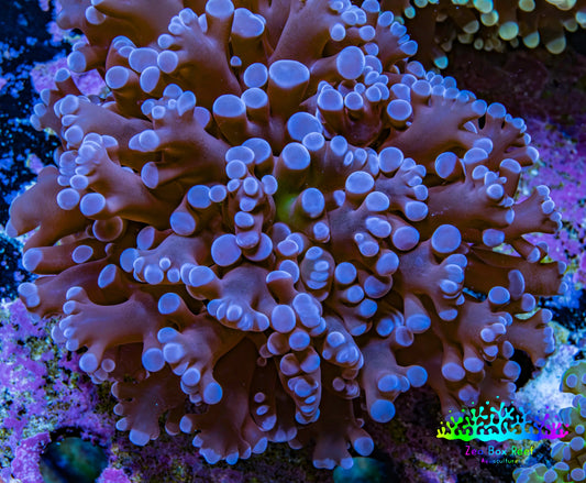 Ultra Blue Purple Hybrid Kingspawn Coral WYSIWYG Ultra Blue Purple Hybrid Kingspawn Coral WYSIWYG LPS Ultra Blue Purple Hybrid Kingspawn Coral WYSIWYG Zeo Box Reef