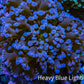 Ultra Blue Purple Hybrid Kingspawn Coral WYSIWYG Ultra Blue Purple Hybrid Kingspawn Coral WYSIWYG LPS Ultra Blue Purple Hybrid Kingspawn Coral WYSIWYG Zeo Box Reef