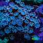 Ultra Blue -  Purple & Pink  Tip Alveopora Coral Cluster 4cm WYSIWYG Ultra Blue -  Purple & Pink  Tip Alveopora Coral Cluster 4cm WYSIWYG Animals & Pet Supplies Ultra Blue -  Purple & Pink  Tip Alveopora Coral Cluster 4cm WYSIWYG Zeo Box Reef