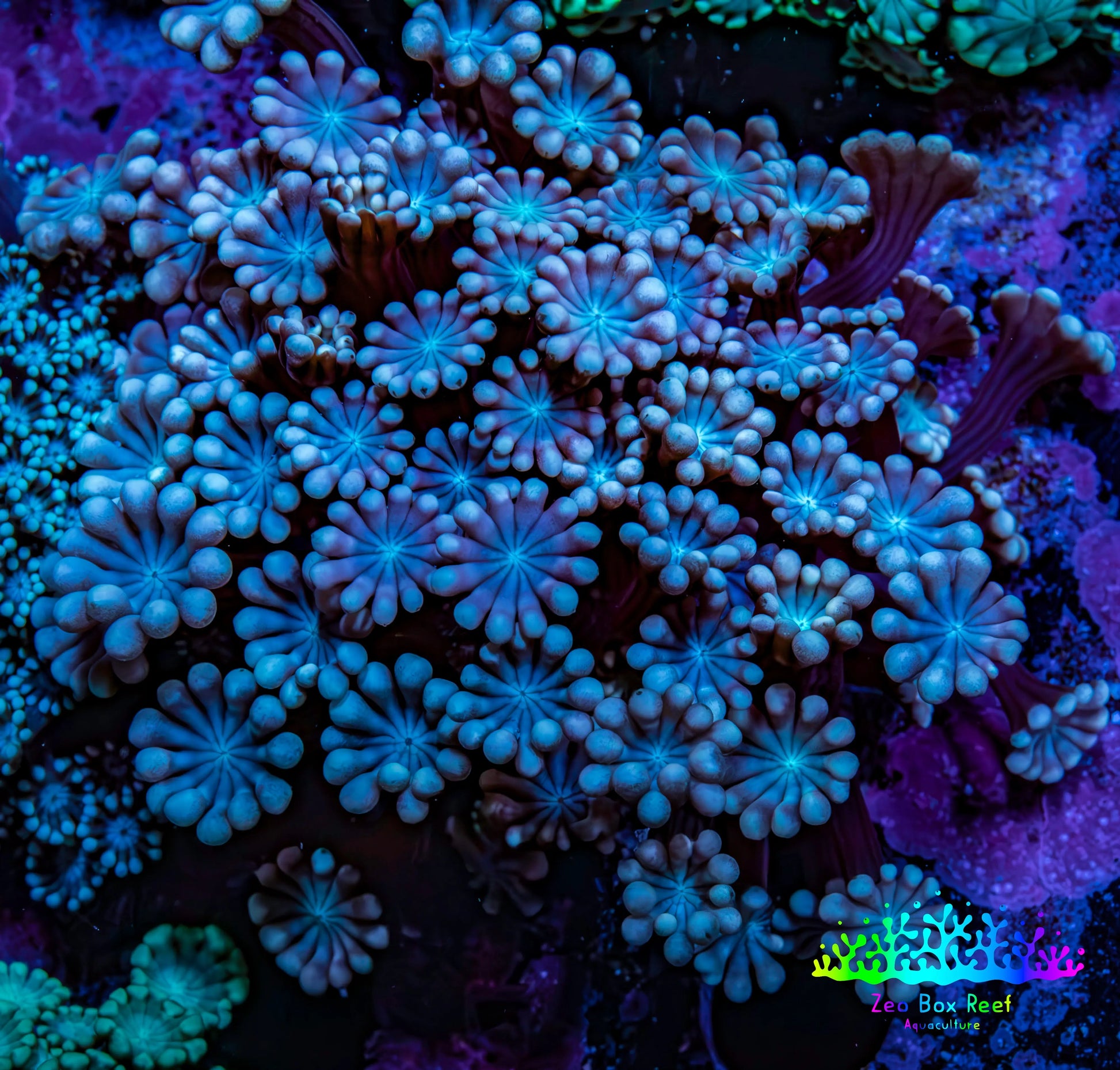 Ultra Blue -  Purple & Pink  Tip Alveopora Coral Cluster 4cm WYSIWYG Ultra Blue -  Purple & Pink  Tip Alveopora Coral Cluster 4cm WYSIWYG Animals & Pet Supplies Ultra Blue -  Purple & Pink  Tip Alveopora Coral Cluster 4cm WYSIWYG Zeo Box Reef
