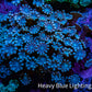 Ultra Blue -  Purple & Pink  Tip Alveopora Coral Cluster 4cm WYSIWYG Ultra Blue -  Purple & Pink  Tip Alveopora Coral Cluster 4cm WYSIWYG Animals & Pet Supplies Ultra Blue -  Purple & Pink  Tip Alveopora Coral Cluster 4cm WYSIWYG Zeo Box Reef