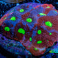 Ultra Blue Splatter Favia Coral Frag WYSIWYG Ultra Blue Splatter Favia Coral Frag WYSIWYG Aquarium Decor Ultra Blue Splatter Favia Coral Frag WYSIWYG Zeo Box Reef