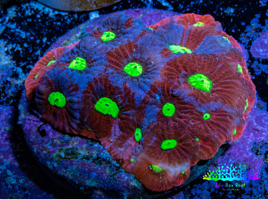 Ultra Blue Splatter Favia Coral Frag WYSIWYG Ultra Blue Splatter Favia Coral Frag WYSIWYG Aquarium Decor Ultra Blue Splatter Favia Coral Frag WYSIWYG Zeo Box Reef