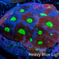 Ultra Blue Splatter Favia Coral Frag WYSIWYG Ultra Blue Splatter Favia Coral Frag WYSIWYG Aquarium Decor Ultra Blue Splatter Favia Coral Frag WYSIWYG Zeo Box Reef