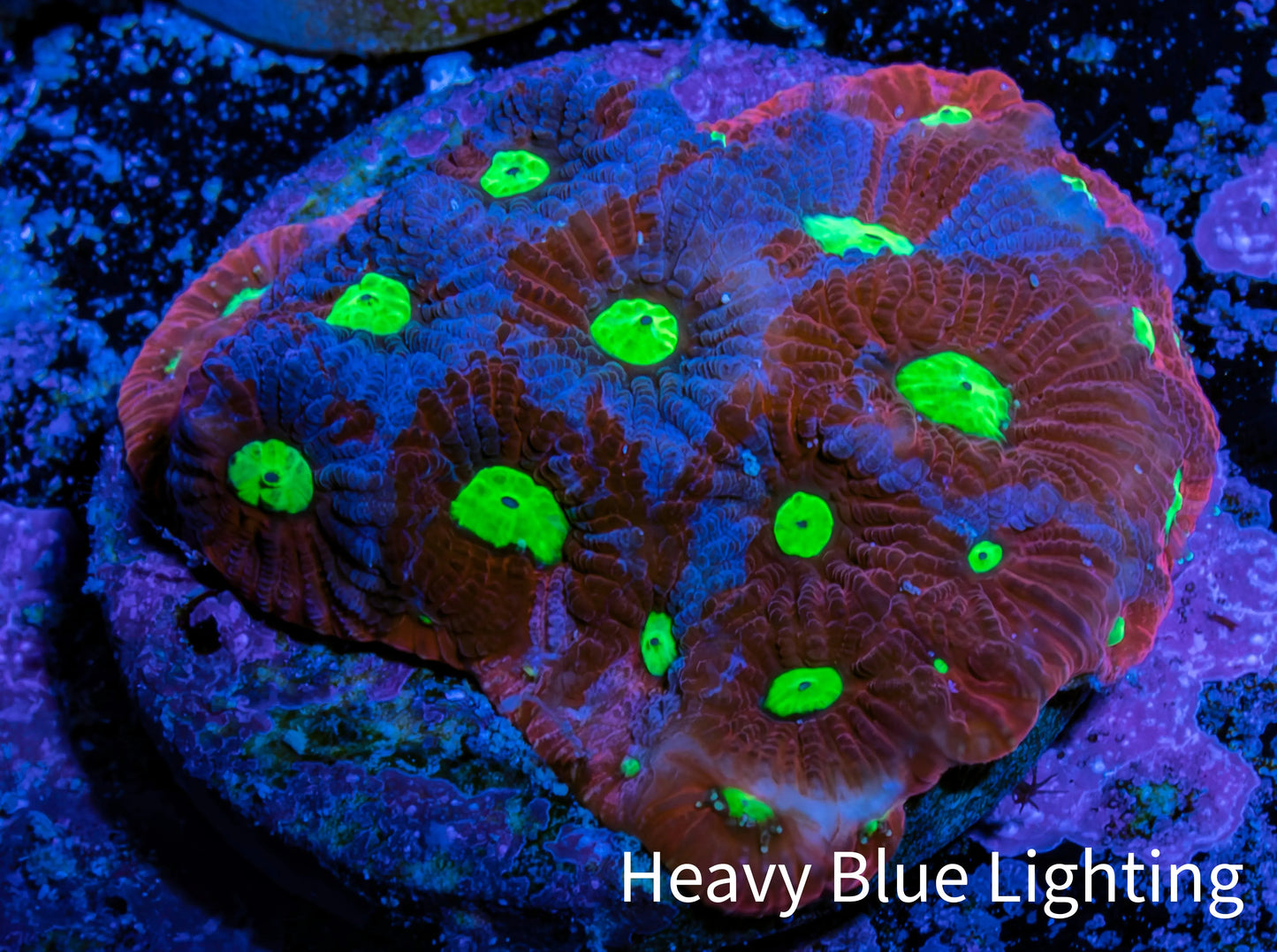 Ultra Blue Splatter Favia Coral Frag WYSIWYG Ultra Blue Splatter Favia Coral Frag WYSIWYG Aquarium Decor Ultra Blue Splatter Favia Coral Frag WYSIWYG Zeo Box Reef