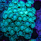 Ultra Blue - Teal Tip Alveopora Coral Cluster 5cm WYSIWYG (Copy) Ultra Blue - Teal Tip Alveopora Coral Cluster 5cm WYSIWYG (Copy) Animals & Pet Supplies Ultra Blue - Teal Tip Alveopora Coral Cluster 5cm WYSIWYG (Copy) Zeo Box Reef