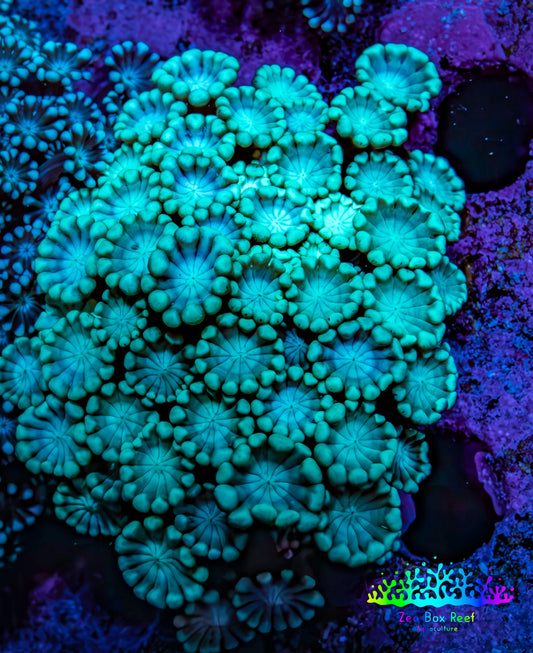 Ultra Blue - Teal Tip Alveopora Coral Cluster 5cm WYSIWYG (Copy) Ultra Blue - Teal Tip Alveopora Coral Cluster 5cm WYSIWYG (Copy) Animals & Pet Supplies Ultra Blue - Teal Tip Alveopora Coral Cluster 5cm WYSIWYG (Copy) Zeo Box Reef