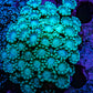 Ultra Blue - Teal Tip Alveopora Coral Cluster 5cm WYSIWYG (Copy) Ultra Blue - Teal Tip Alveopora Coral Cluster 5cm WYSIWYG (Copy) Animals & Pet Supplies Ultra Blue - Teal Tip Alveopora Coral Cluster 5cm WYSIWYG (Copy) Zeo Box Reef